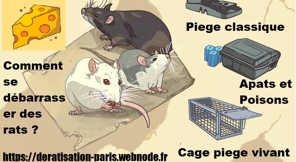 Meilleures façons d'utiliser les pièges à rats et les appâts pour rongeurs